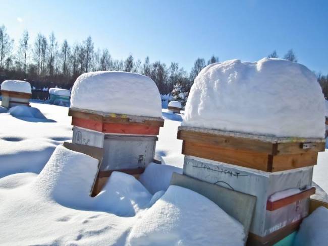 Как осуществляется зимовка пчел