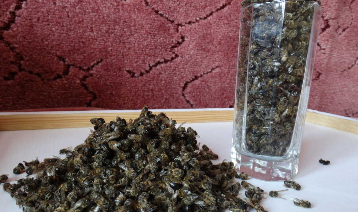 Лечение простатита пчелиным подмором: рецепты и полезные рекомендации!