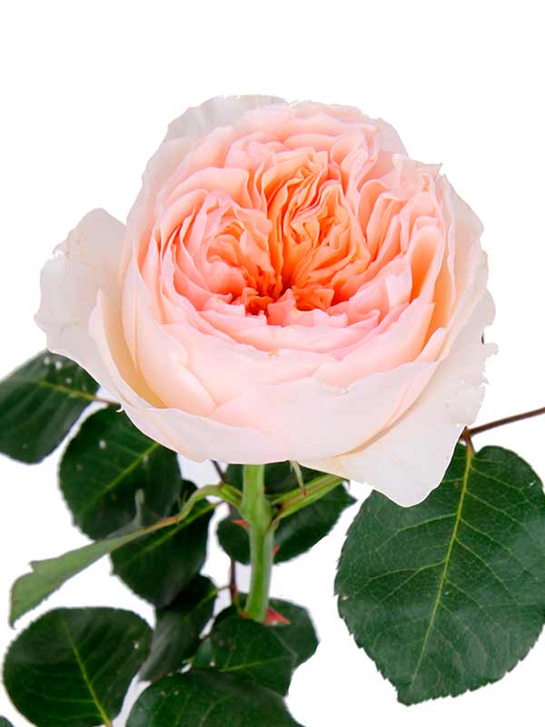 Роза английская саммер сонг: описание сорта, фото, видео  | о розе