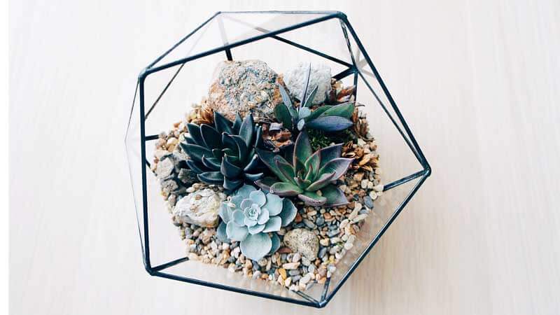 Флорариум своими руками: как сделать мини-сад в стекле