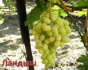 Виноград - ландыш: описание сорта, фото, отзывы