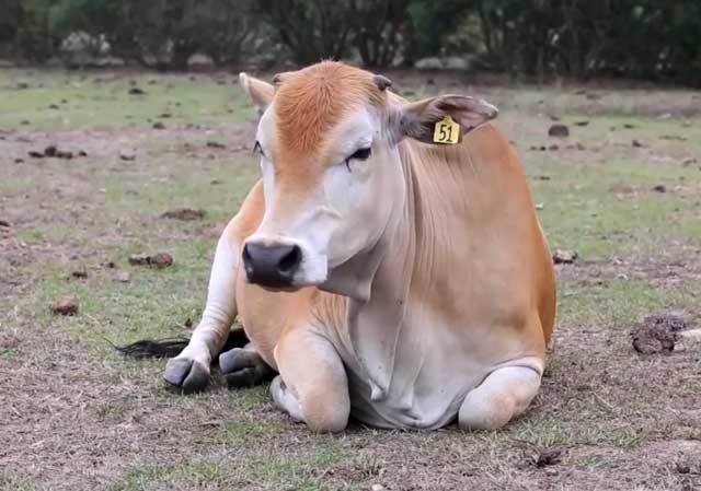 Лейкоз у коров: что это такое, мероприятия, профилактика