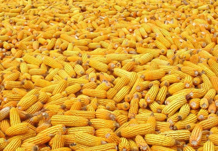 Сорт кукурузы для попкорна: название 7 лучших и особенности выращивания, как растет