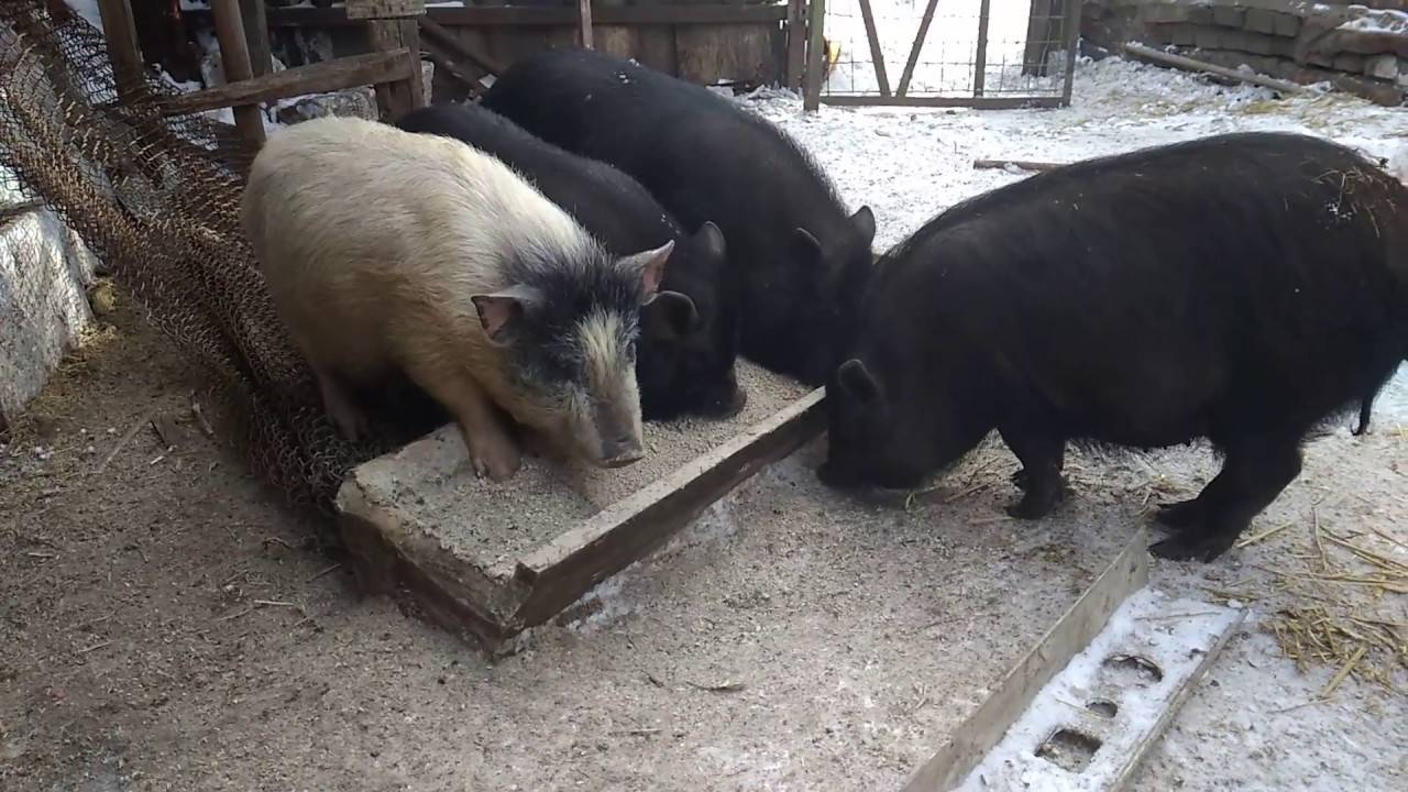 Условия содержания свиней зимой - agritimes.ru