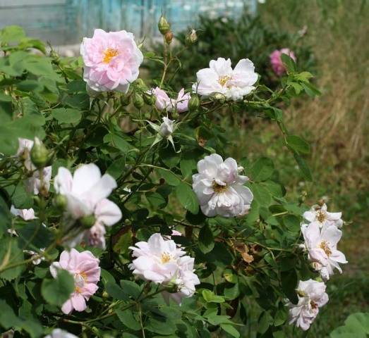 Выращивание миниатюрных роз в открытом грунте: посадка и уход за маленьким цветком