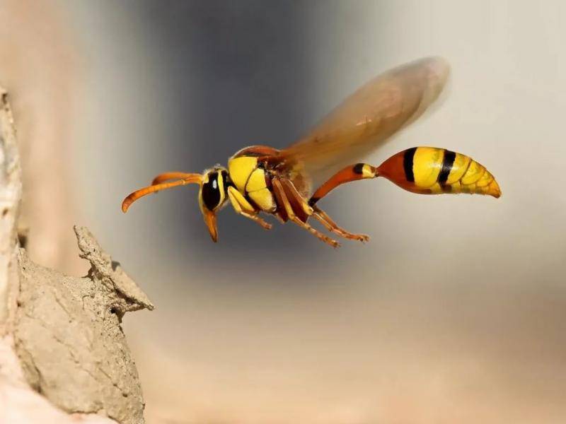 Избавляемся от пчелиного гнезда на балконе — простые и эффективные методы