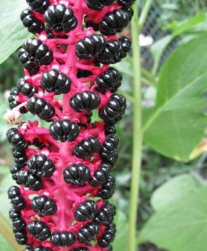 Лаконос — экзотическое растение из северной америки