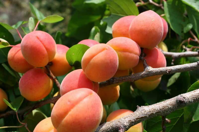 Особенности сорта абрикоса кичигинский