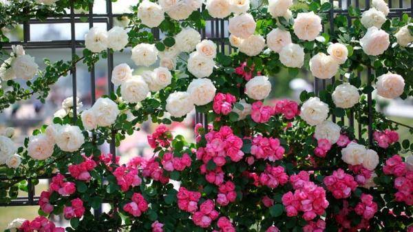Зимостойкие сорта вьющихся роз, цветущие все лето