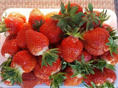 Клубника сорта клери – сладкая, вкусная и красивая ягодка