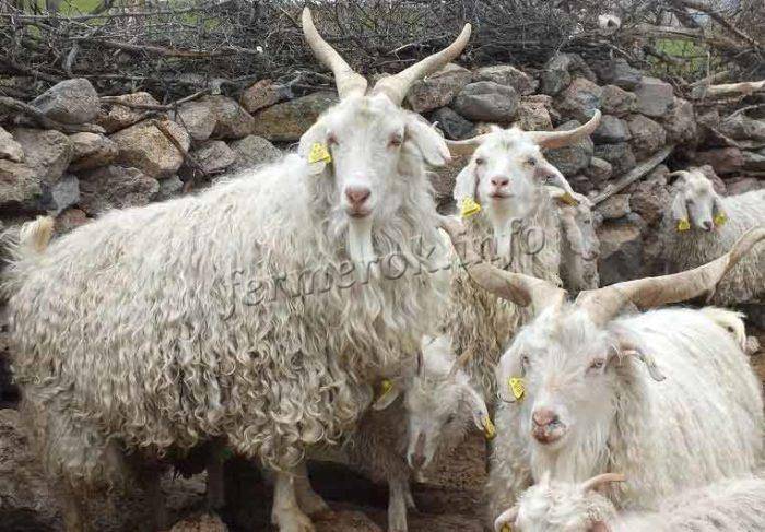 Мясные породы коз: описание, фото и сравнение продуктивности