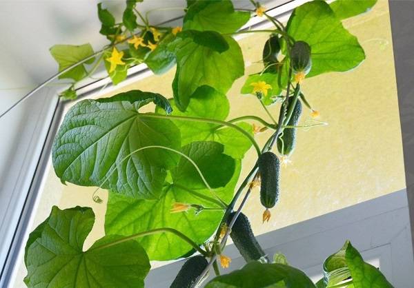 Огурец «балконный f1» – выращивание на окне своими руками