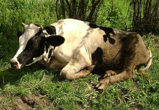 Кетоз коров и крс: симптомы и лечение ацетонемии 2020