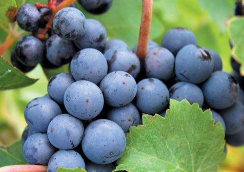 Как вырастить виноград сорта каберне совиньон