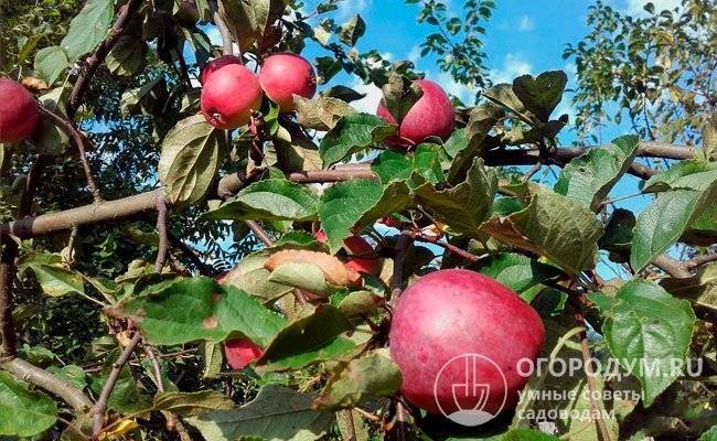Зимостойкая яблоня подарок садоводам: описание, фото, отзывы