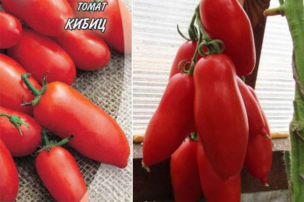 Сорт неизвестного происхождения с высокой популярностью — томат кибиц: подробное описание
