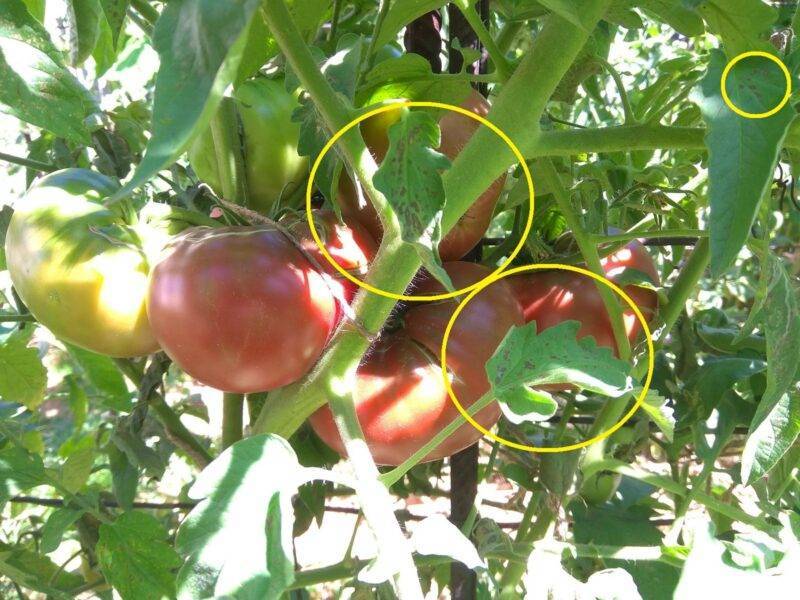 Фитофтора: борьба и обработка помидоров, картофеля, препараты и средства