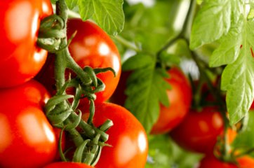 Обильные урожаи красивых плодов — томат денежный мешок: характеристики сорта и описание