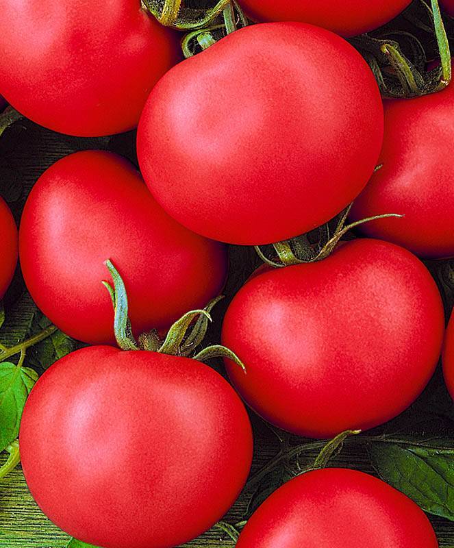 Описание сорта томат золотая теща и его характеристики