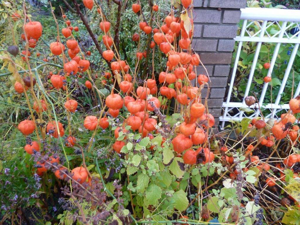Физалис: яркая ягода в вашем саду