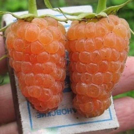 Сорт малины оранжевое чудо: описание сорта и фото