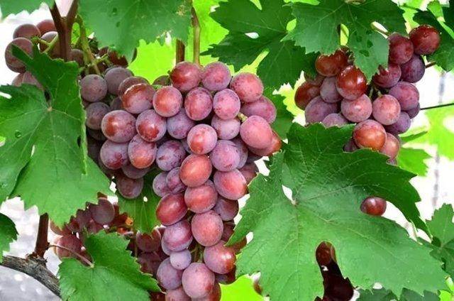 Виноградные гибриды «дарья», «даша» и «дашуня» — это не один вид, названный по-разному, а просто тёзки!