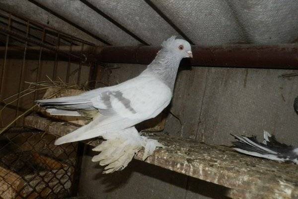 Андижанские голуби: описание и характеристики андижанцев