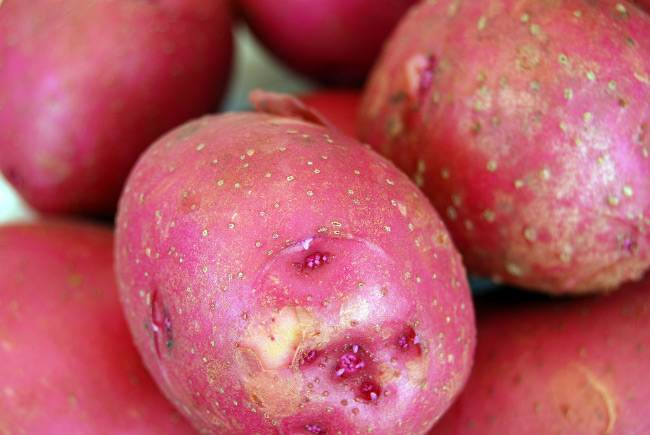 Картофель розара: описание сорта, фото, правила посадка, выращивания и ухода за клубнем