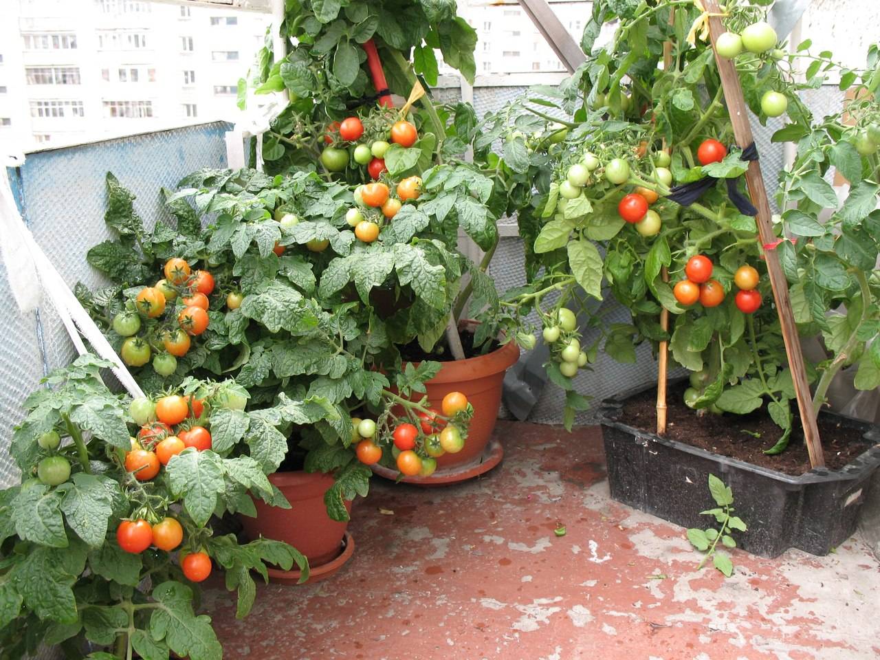 Лучшие сорта томатов для балкона
