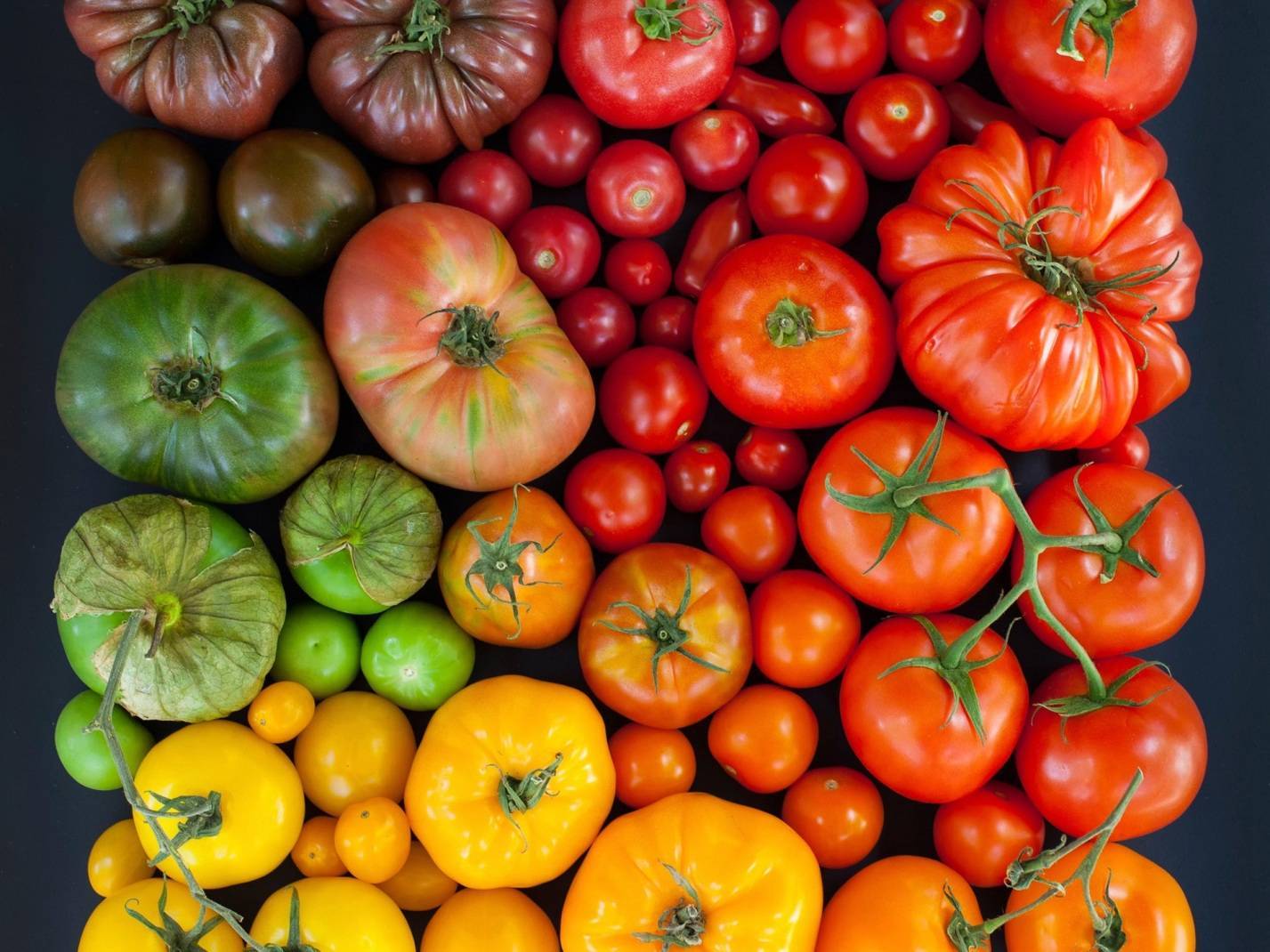 Описание штамбовых сортов томата: их особенности и фото