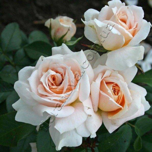 Описание розы крокус роуз