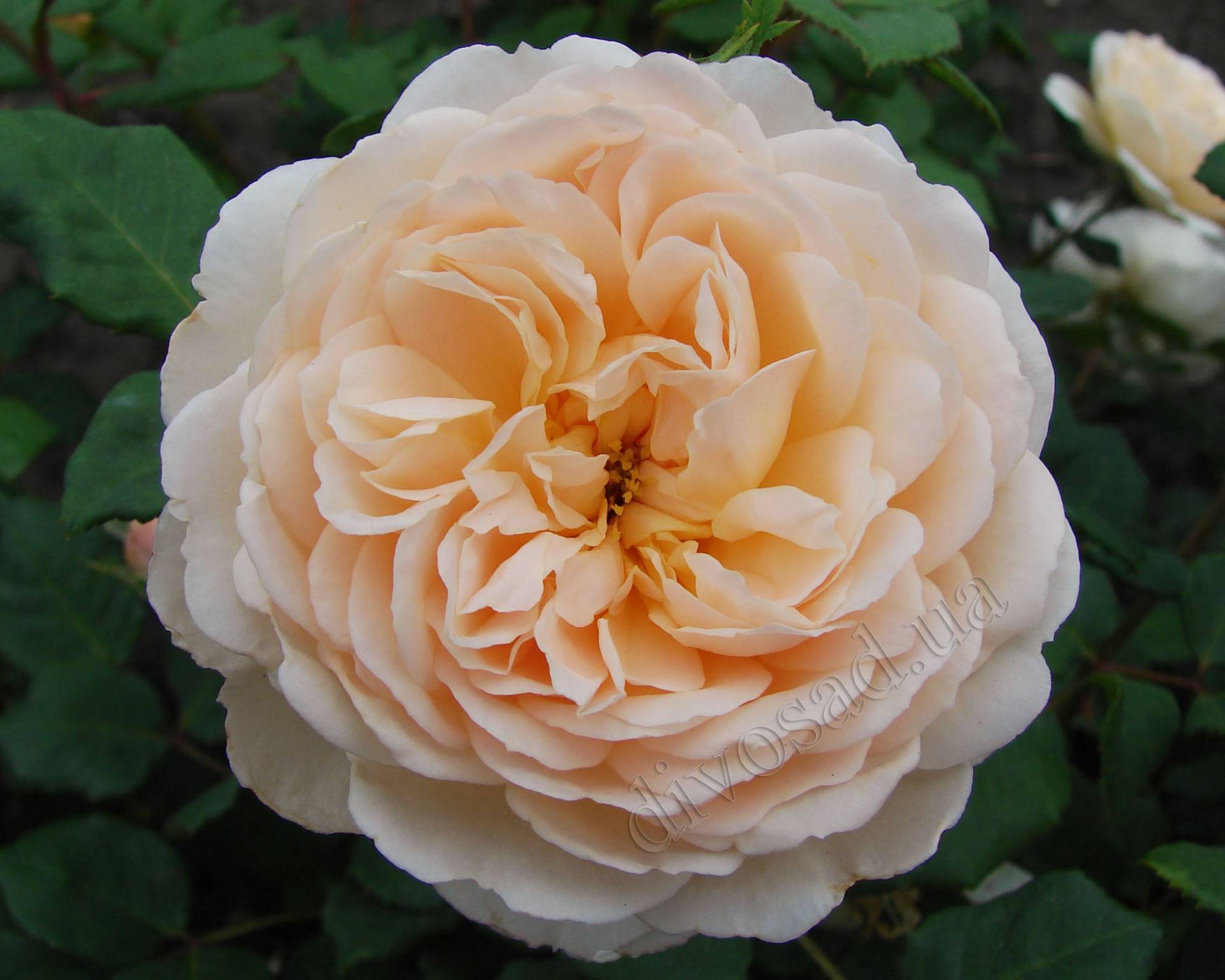 Восхитительная роза крокус роуз — описание и фото, особенности ухода и выращивания