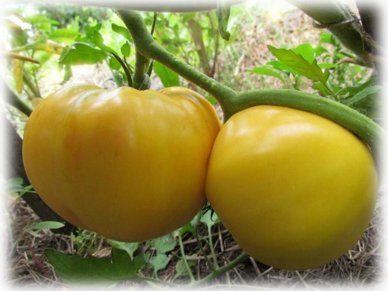 Томат "гигант лимонный": описание сорта, фото плодов-помидоров, выращивание и уход