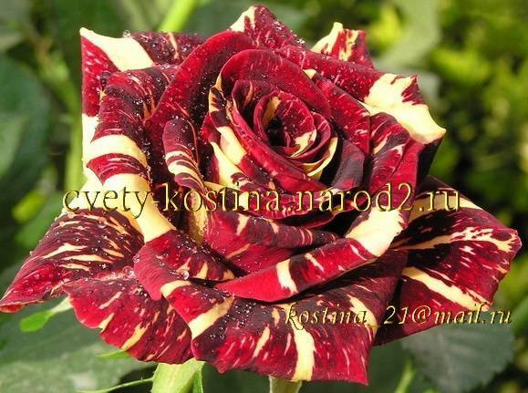 Hocus pocus  — миниатюрная роза для срезки с нестандартной расцветкой и высокой морозоустойчивостью