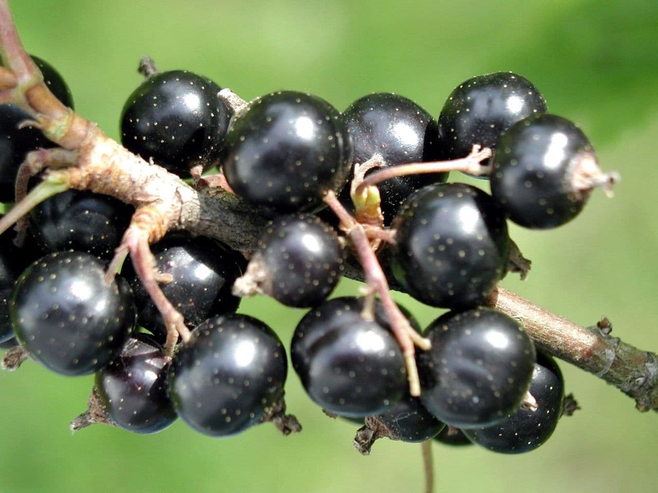 Чёрная смородина вологда – вкусная ягода для любого региона