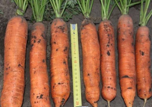 Какого ухода требует морковь балтимор?