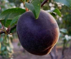 Особенности выращивания абрикосовой сливы