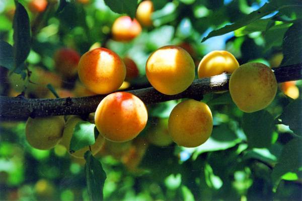 Характеристика и правила выращивания абрикоса графиня