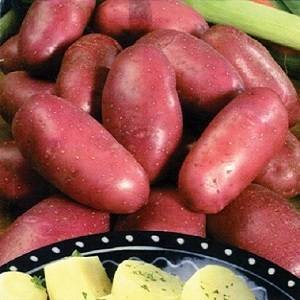 Картофель зорачка — описание сорта, фото, отзывы, посадка и уход