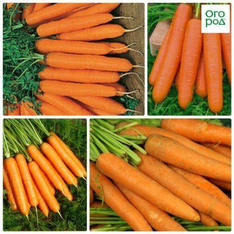 Морковь детская (детская сладость, радость): отзывы, фото, урожайность