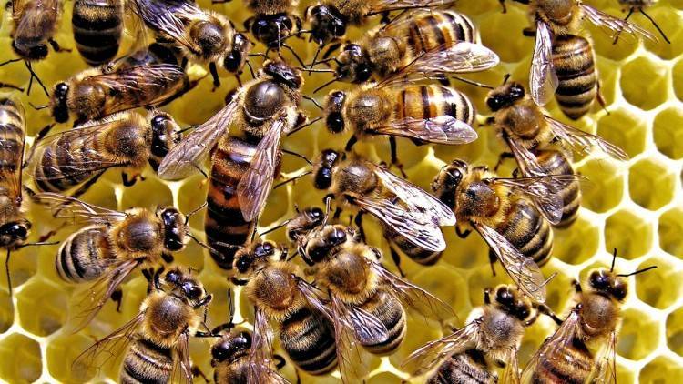 Спаривание пчелиной матки с трутнем: особенности, контроль процесса