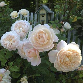 Английская парковая роза остина crocus rose (крокус роуз)