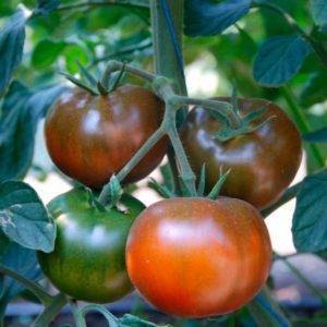 Томат "таня" f1: описание и характеристики сорта, рекомендации по выращиванию и уходу