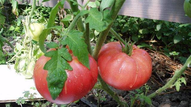 Томат "любовь f1": описание и характеристики гибридного сорта помидор, рекомендации по выращиванию и фото плодов