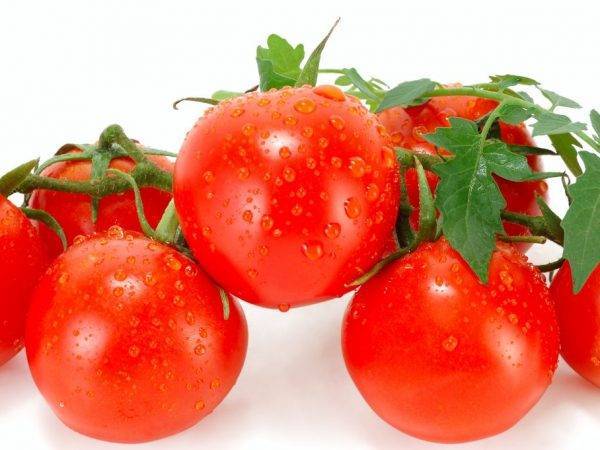 Выращивание рассады томатов и уход за ней в домашних условиях