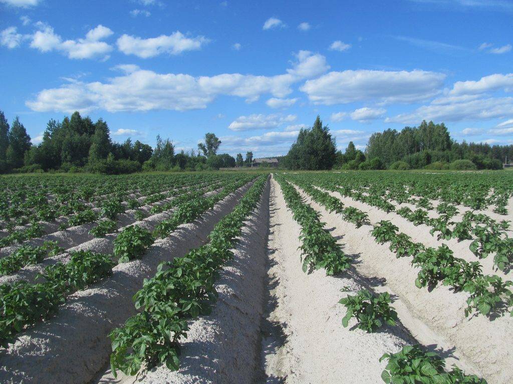 Посадка картофеля по голландской технологии: особенности, схема, сбор урожая
