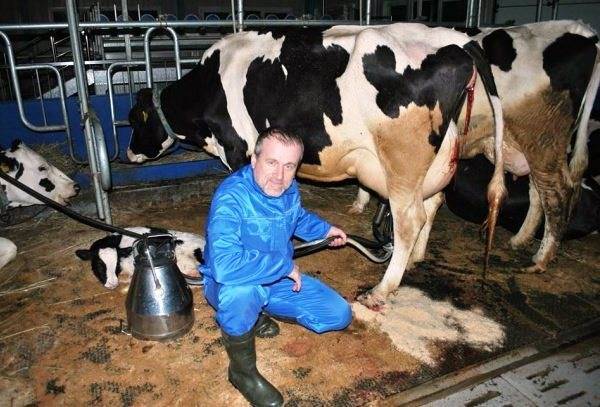 Как доить корову после отела
