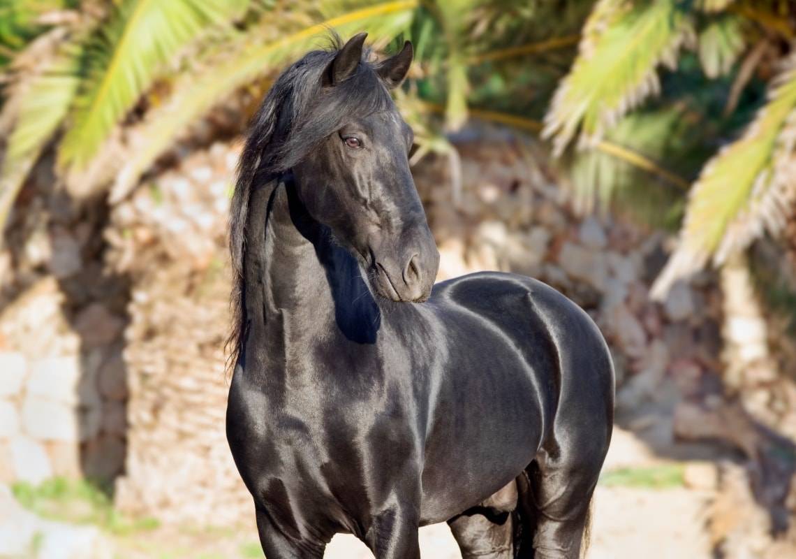 Особенности андалузской породы лошадей