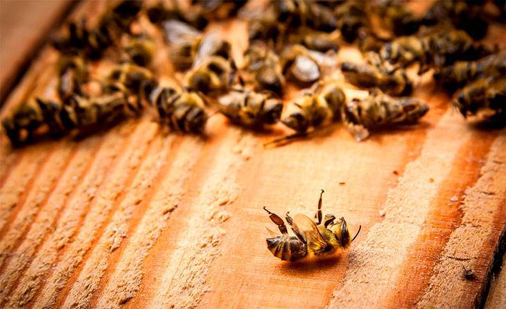 Какие препараты должны быть в аптечке для пчёл?