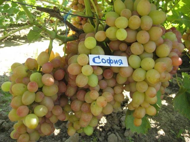 Виноград софия: описание сорта, фото и отзывы садоводов